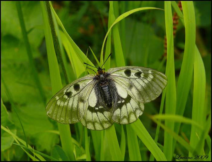 Parnassius mnemosyne